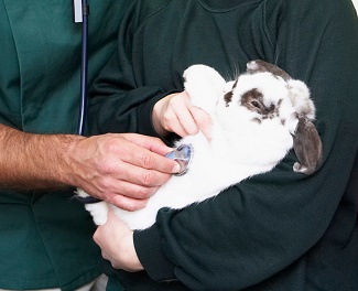 Animal Testing on a Rabbit